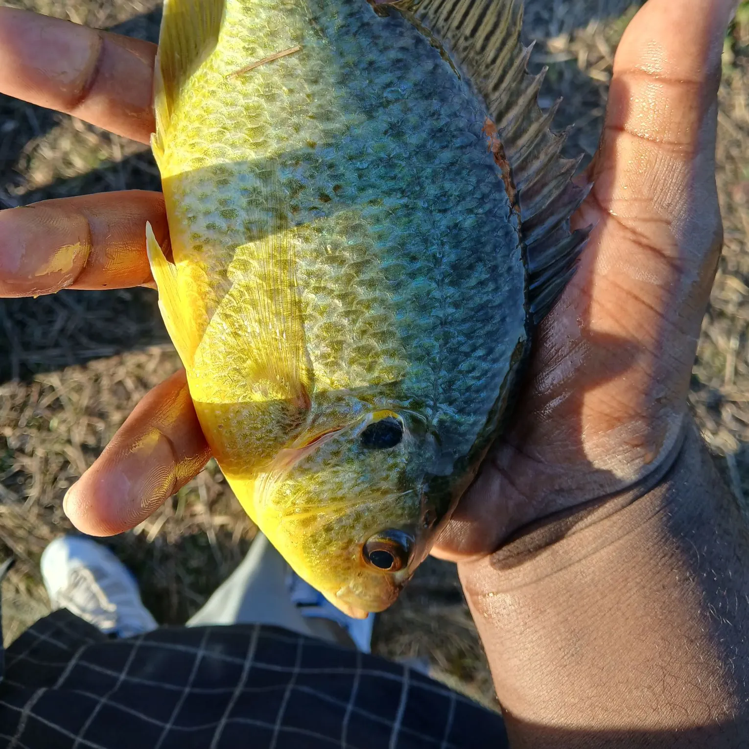 The most recent Green sunfish catches on Fishbrain