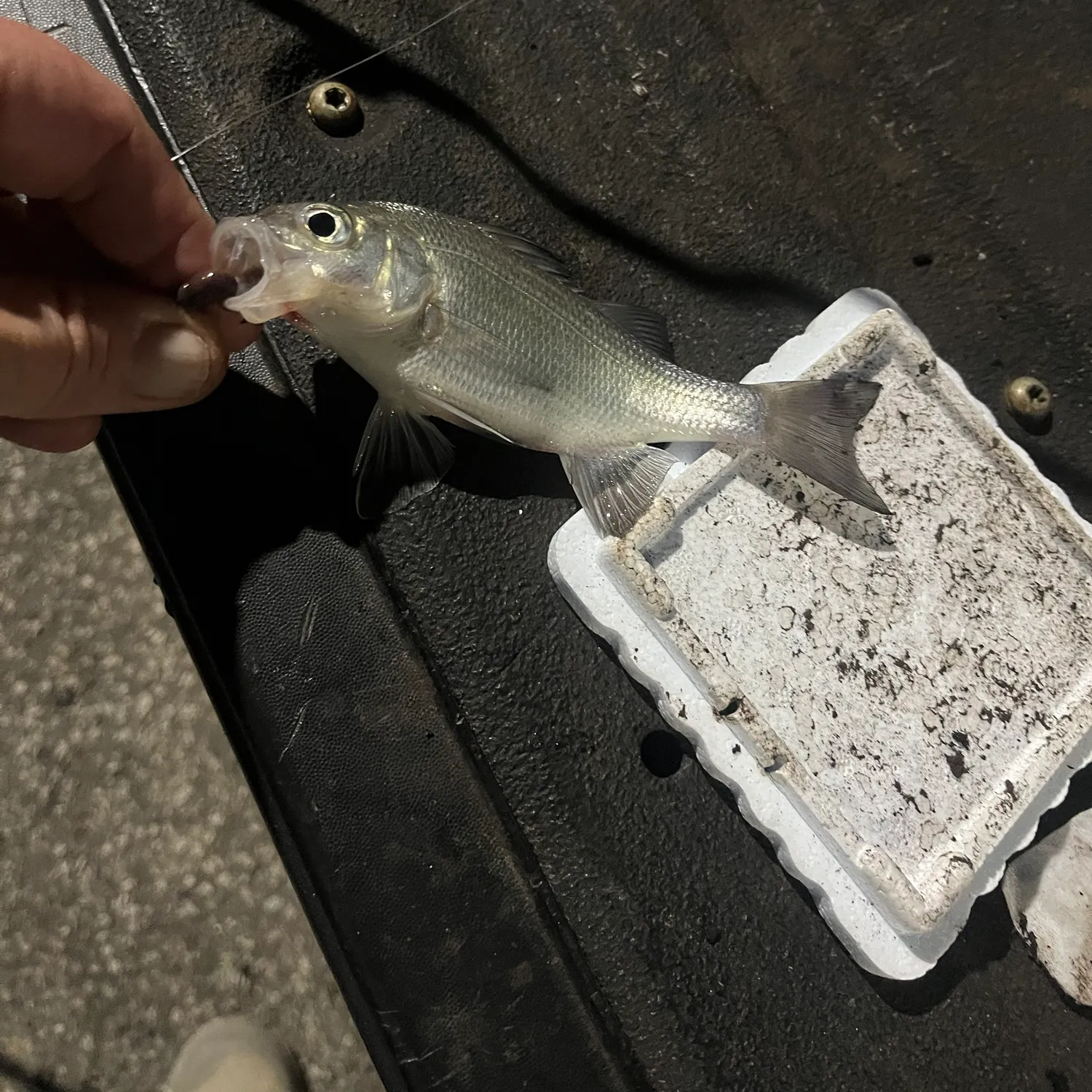 White perch caught on Fishbrain