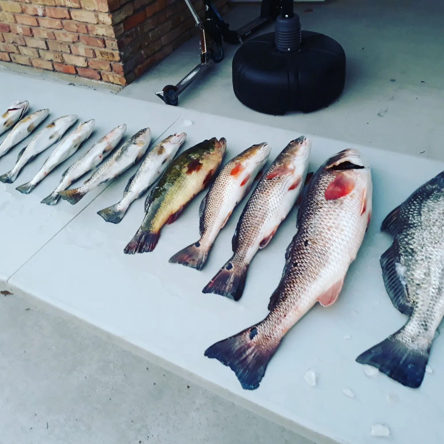 recently logged catches