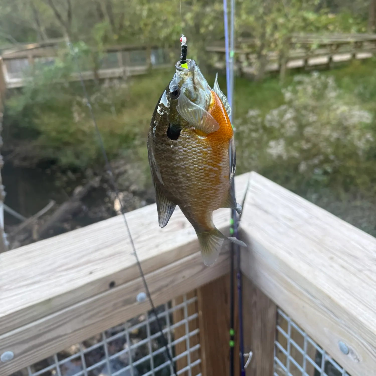 Bluegill caught on Fishbrain