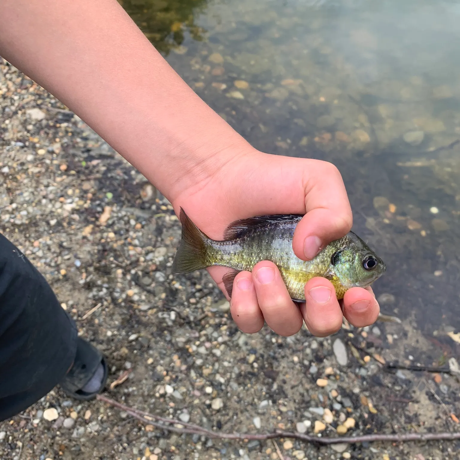 The most recent Bluegill catches on Fishbrain