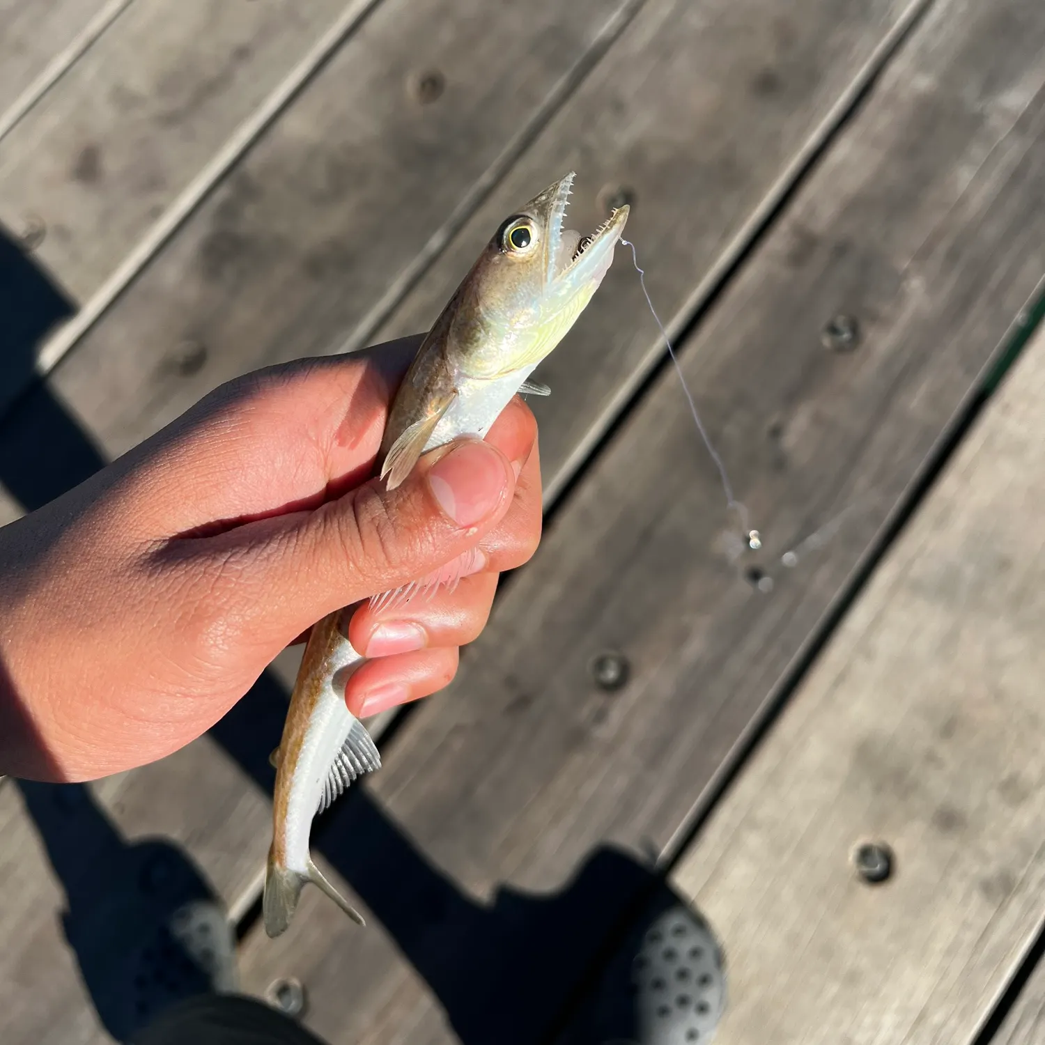 The most recent California lizardfish catches on Fishbrain