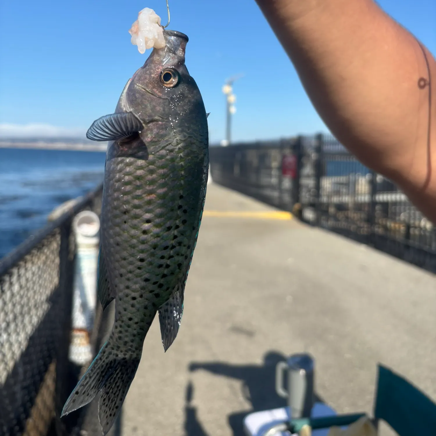 The most recent Blacksmith catches on Fishbrain