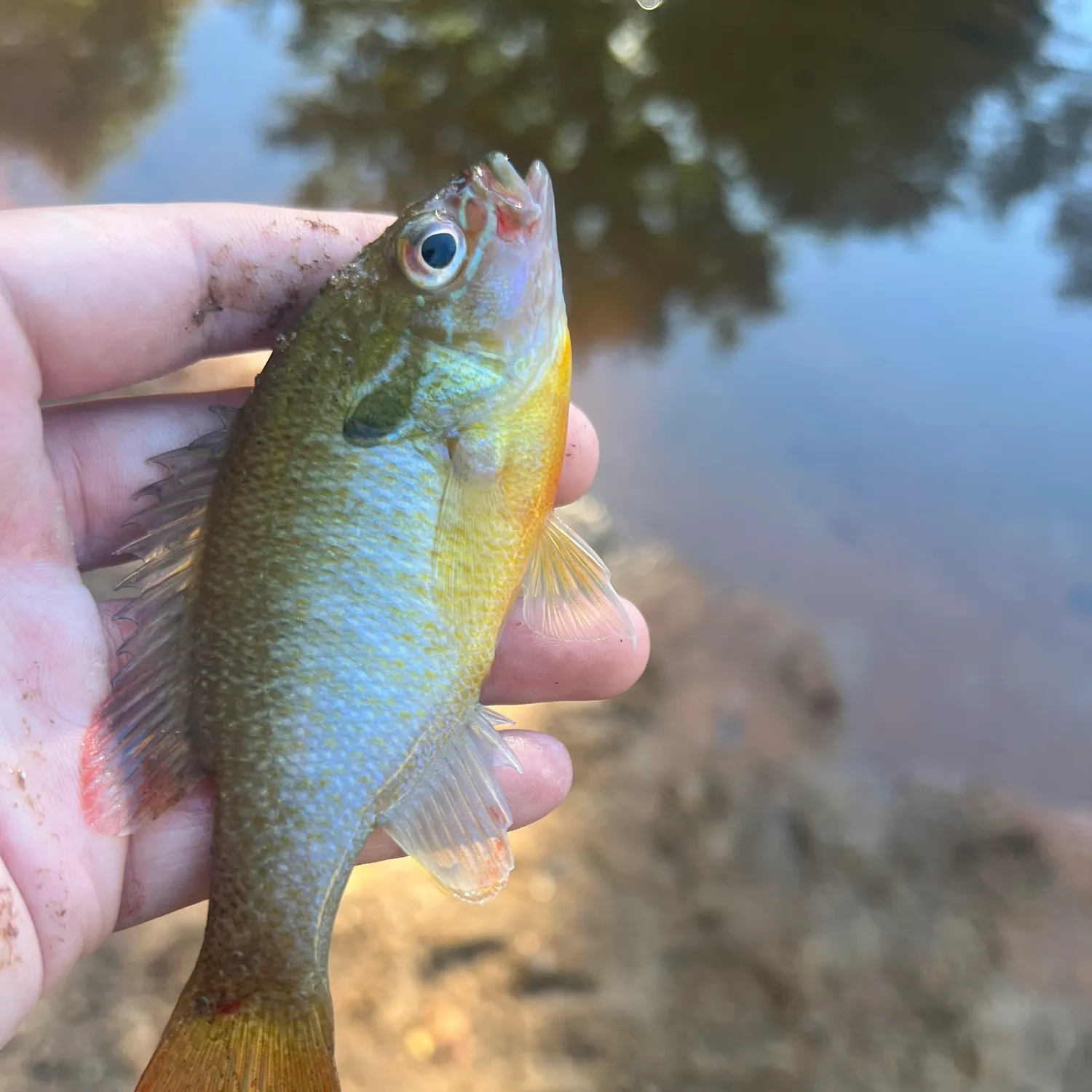 Redbreast sunfish caught on Fishbrain