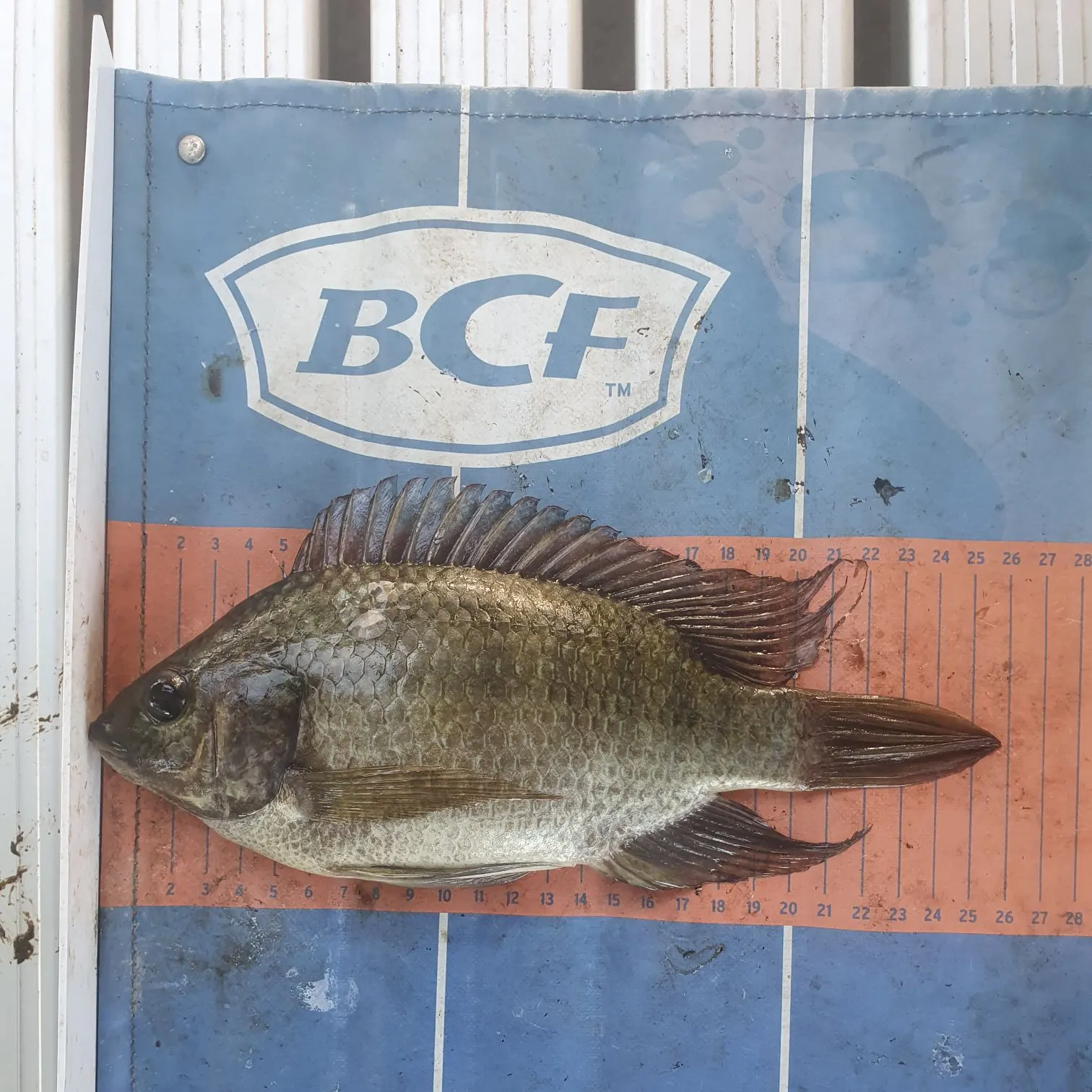 The most recent Mozambique tilapia catches on Fishbrain
