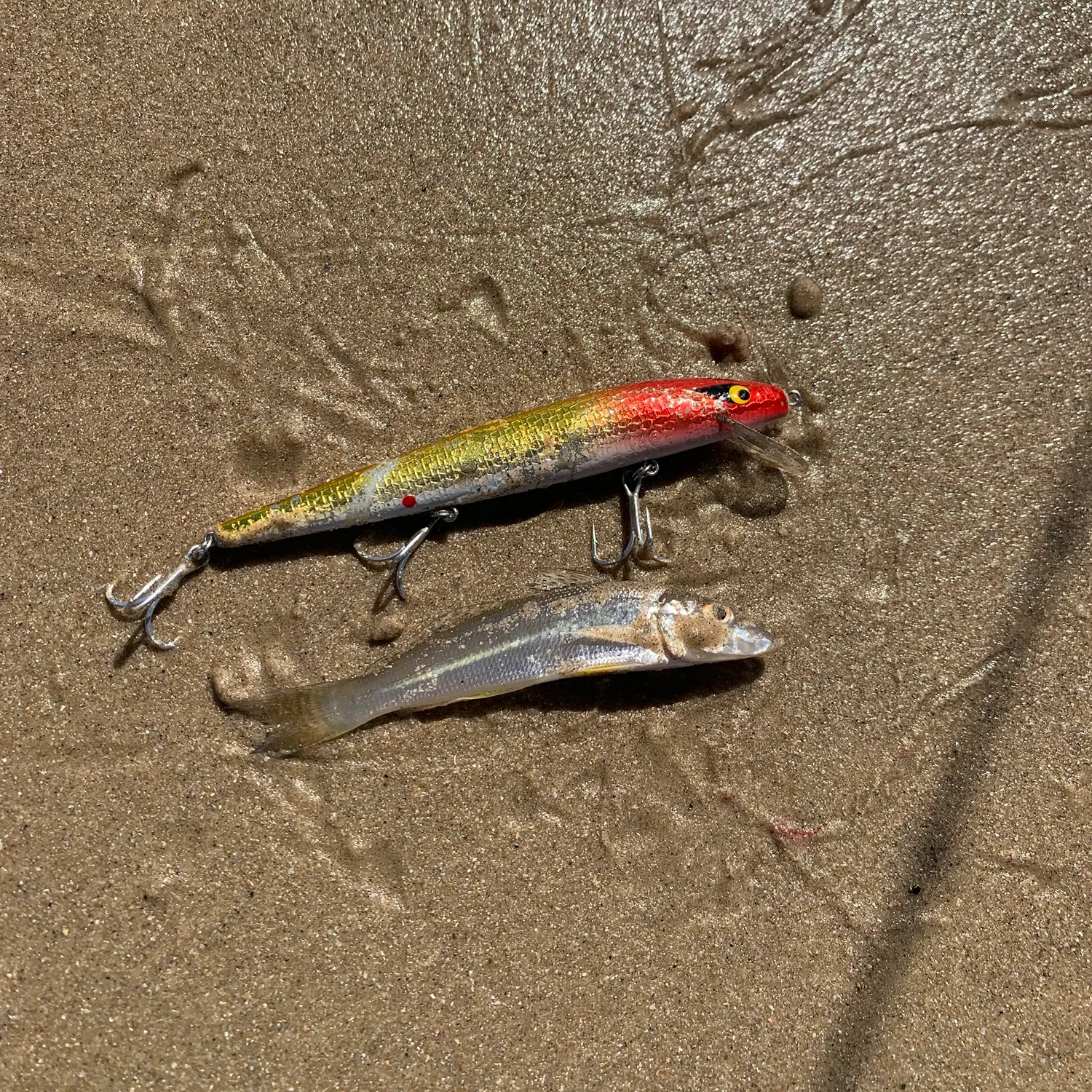 The most recent Sand sillago catches on Fishbrain