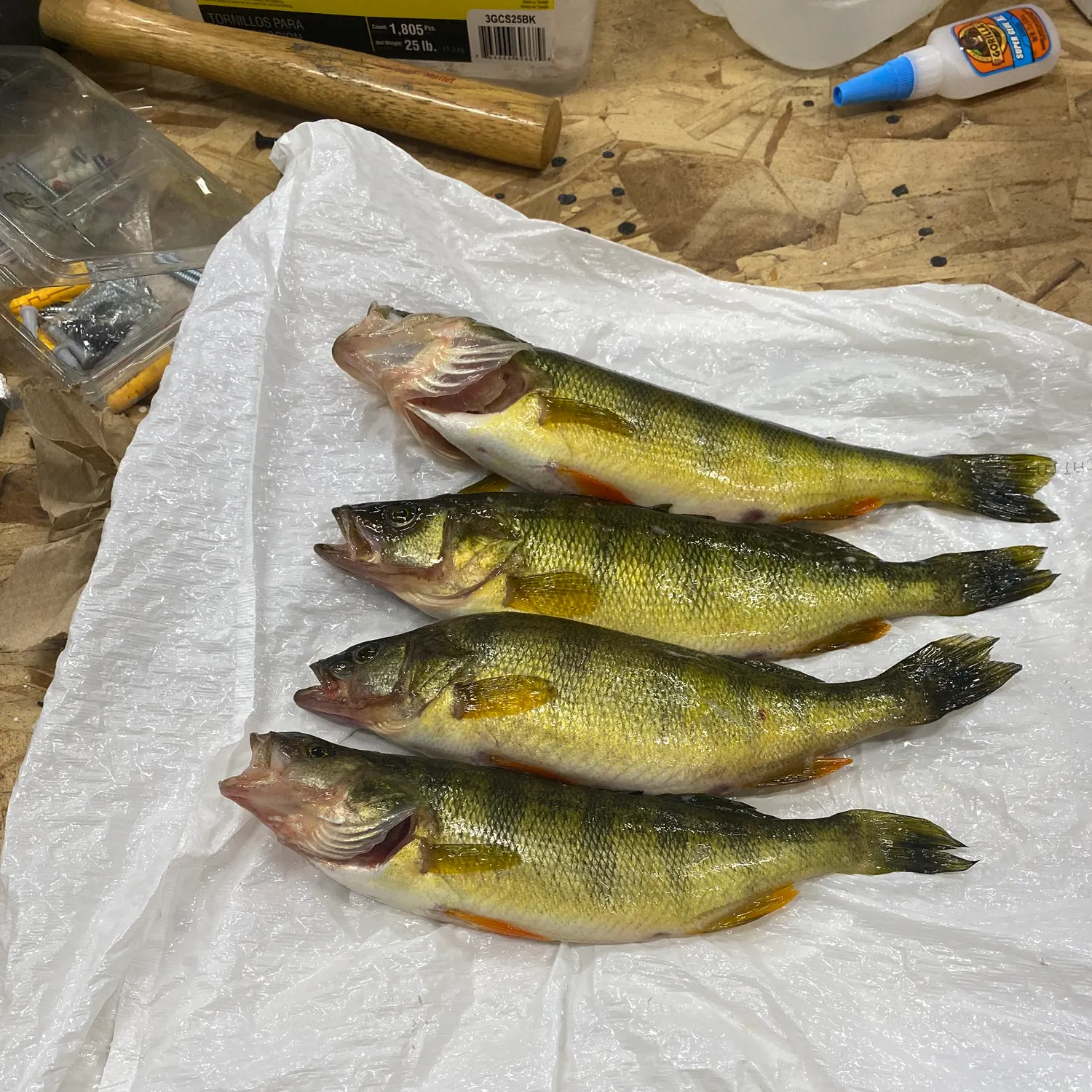 recently logged catches