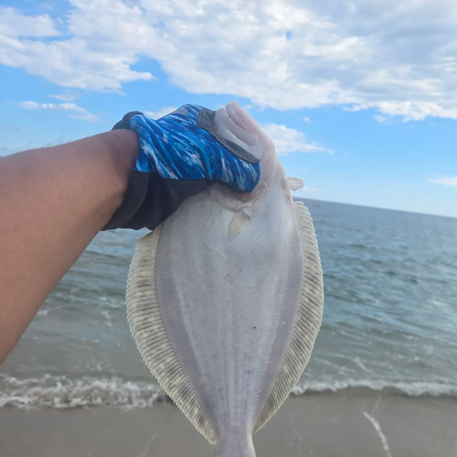 Summer flounder caught on Fishbrain