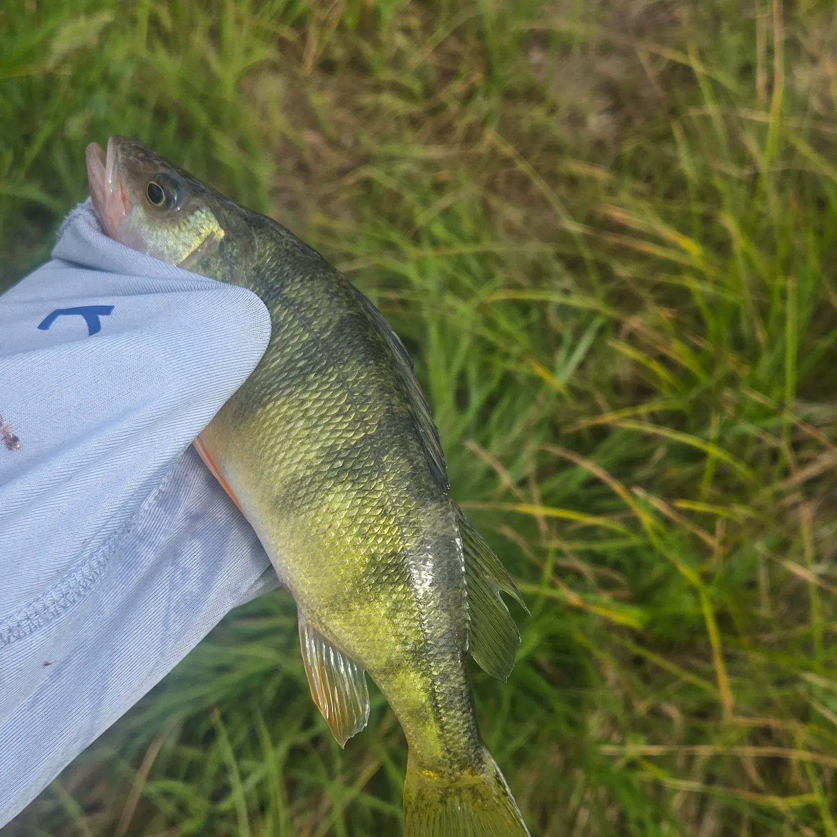 Yellow perch caught on Fishbrain