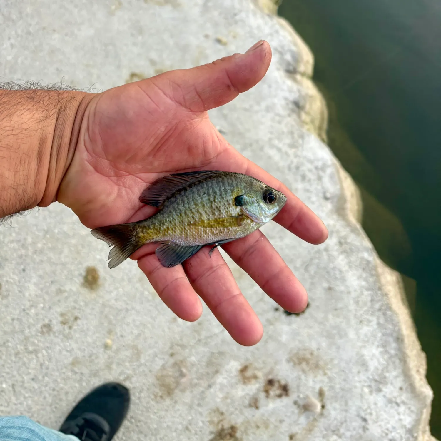 Nile tilapia caught on Fishbrain