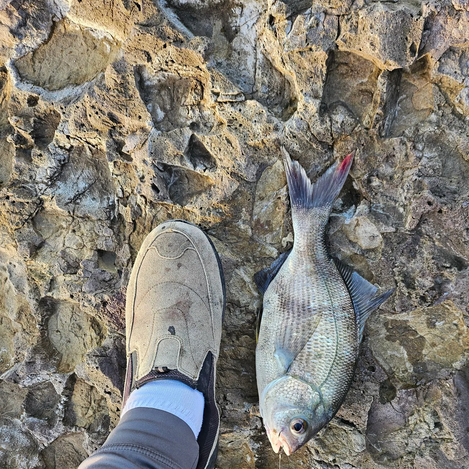 The most recent White perch catches on Fishbrain