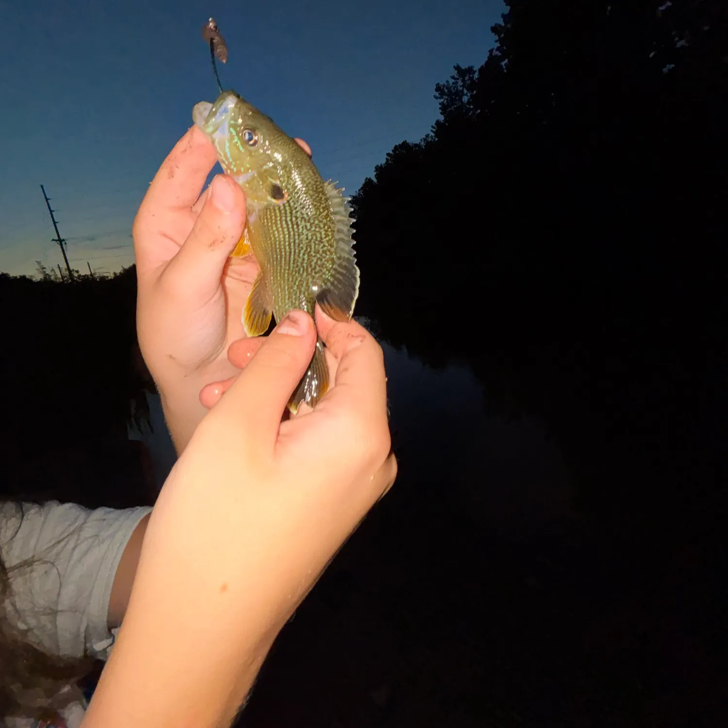 Rock bass caught on Fishbrain