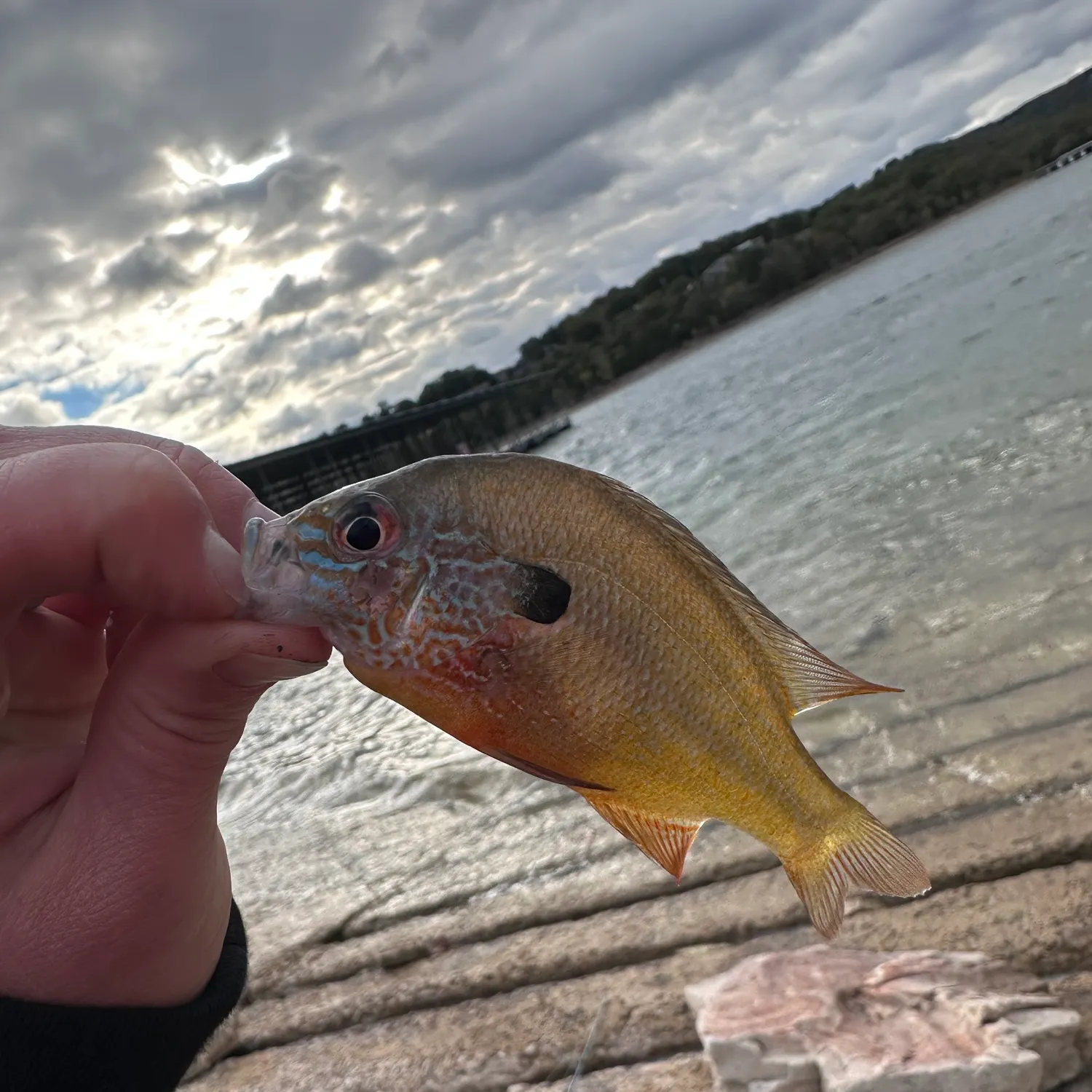 Longear sunfish caught on Fishbrain
