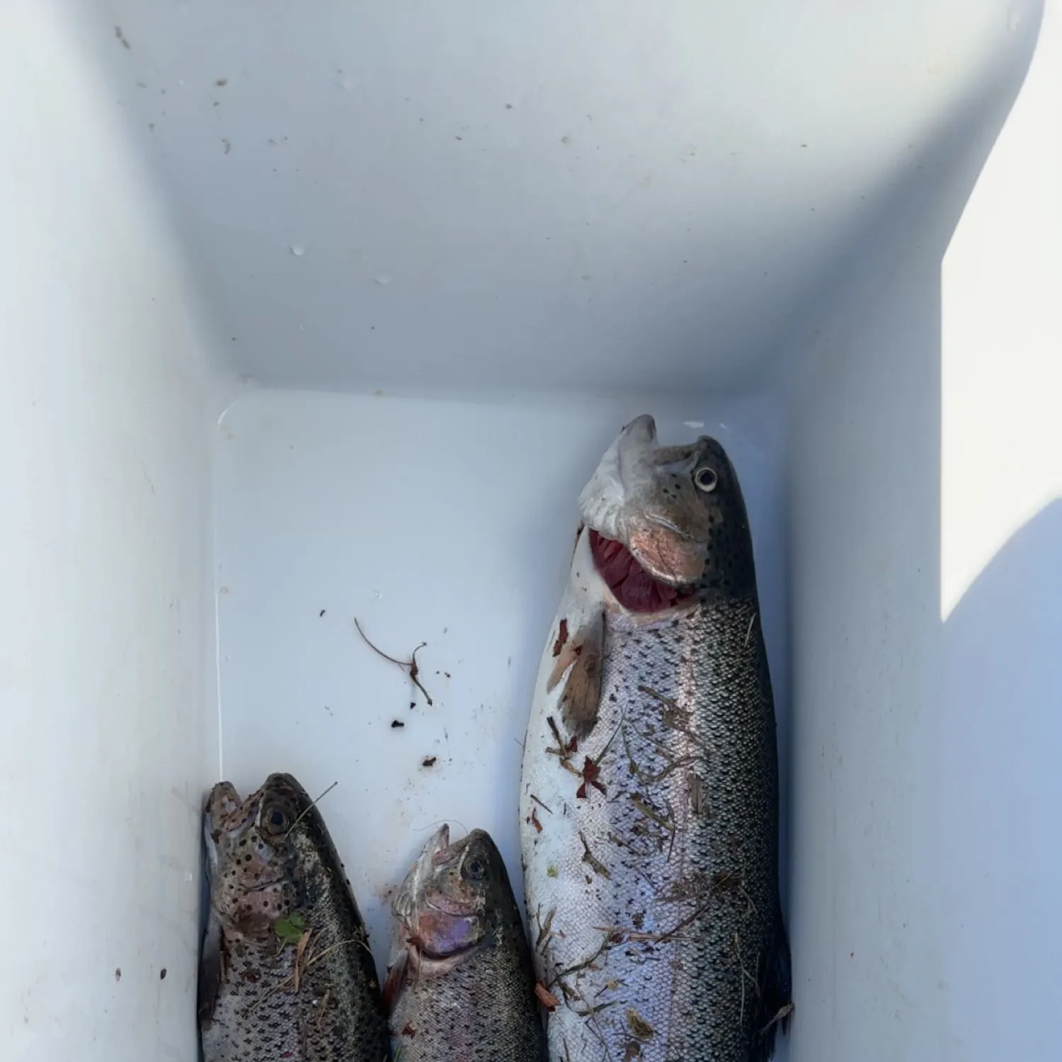 recently logged catches