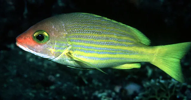 Yellow-lined snapper