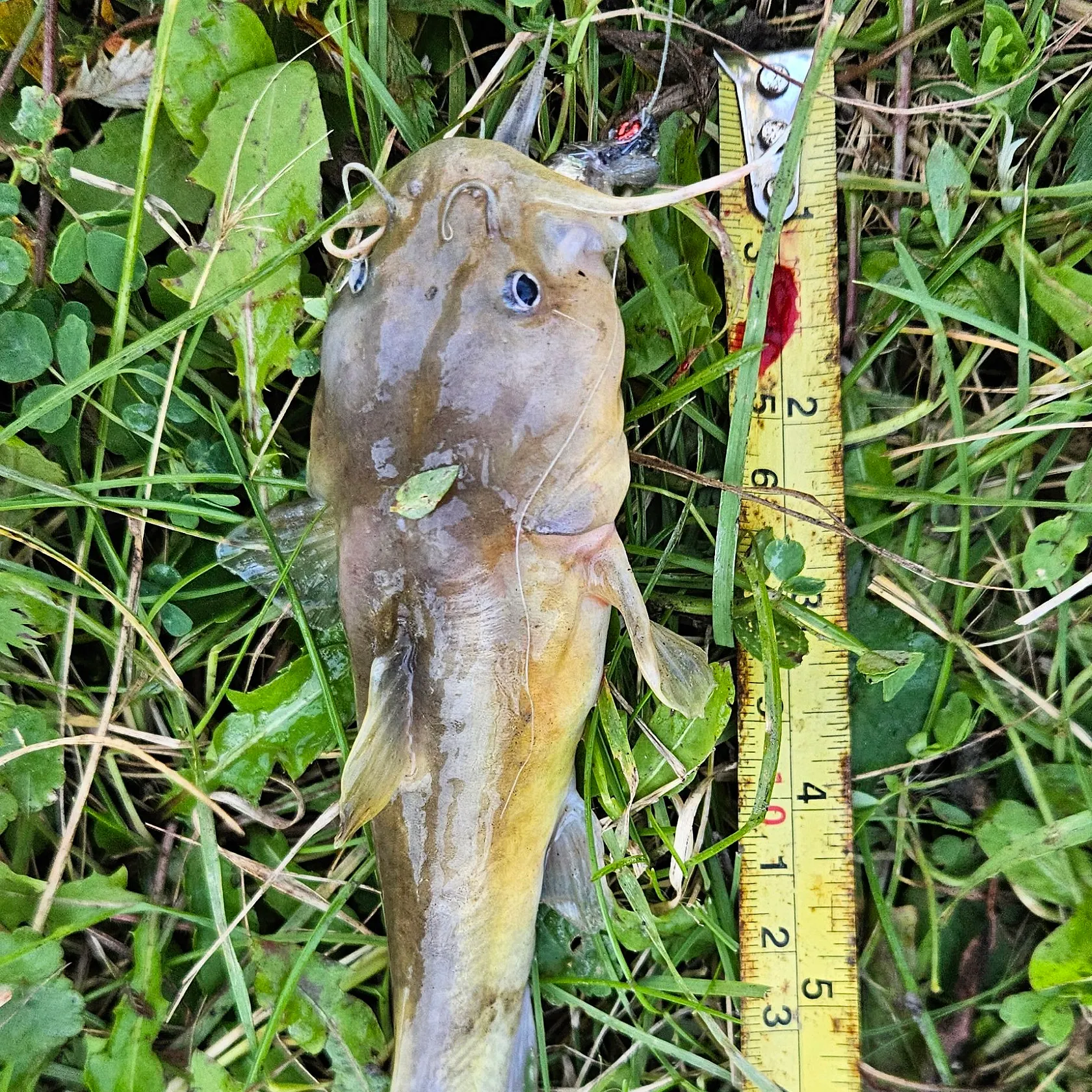 Stonecat caught on Fishbrain