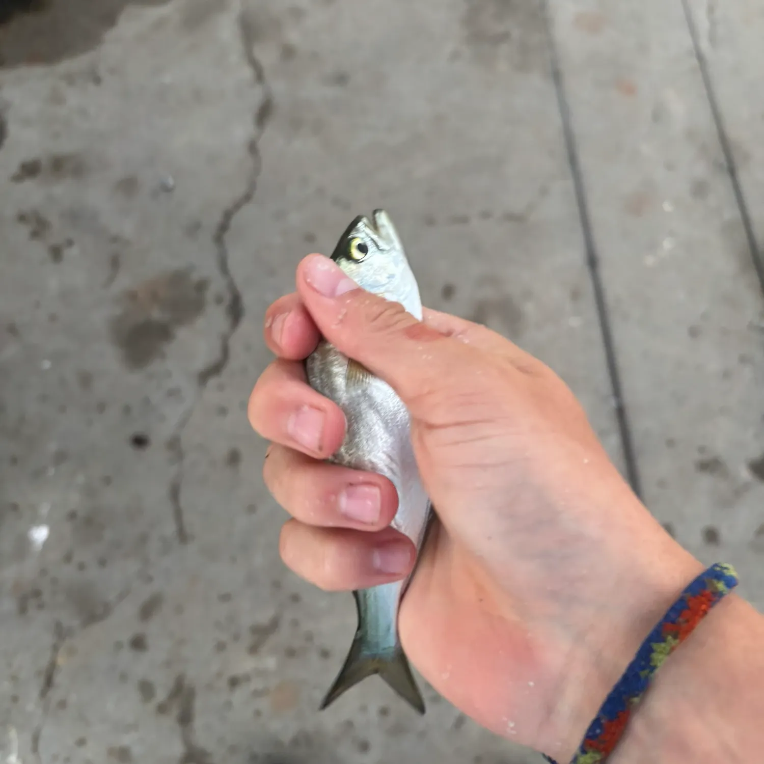 Bluefish caught on Fishbrain