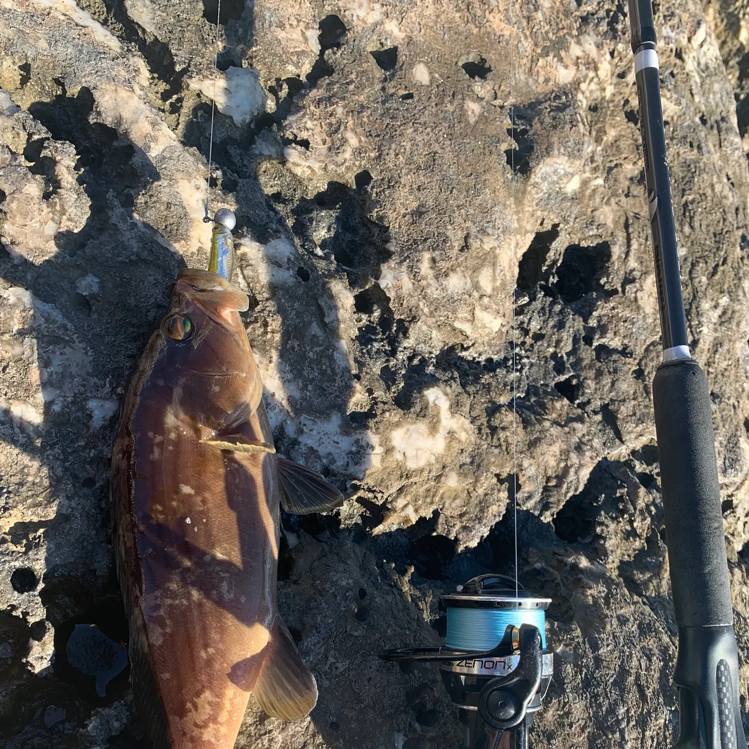 The most recent Blacktip grouper catches on Fishbrain
