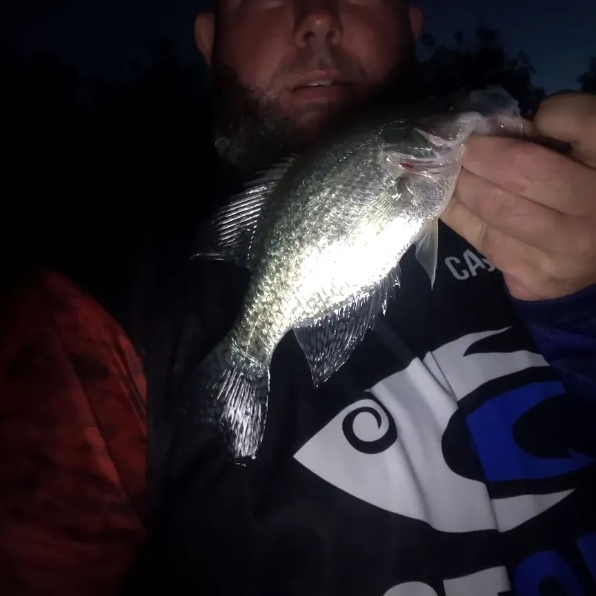 Black crappie caught on Fishbrain