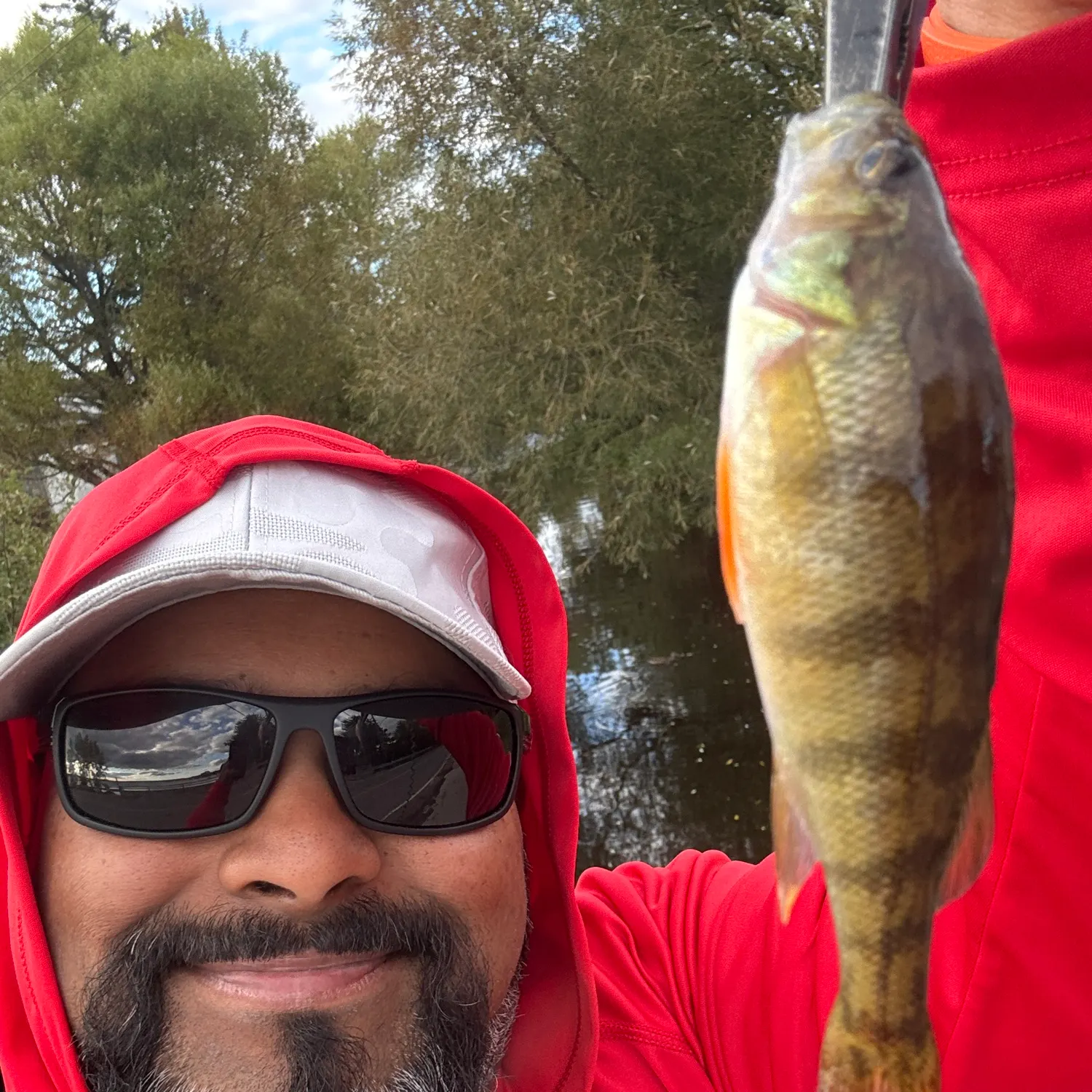 Yellow perch caught on Fishbrain