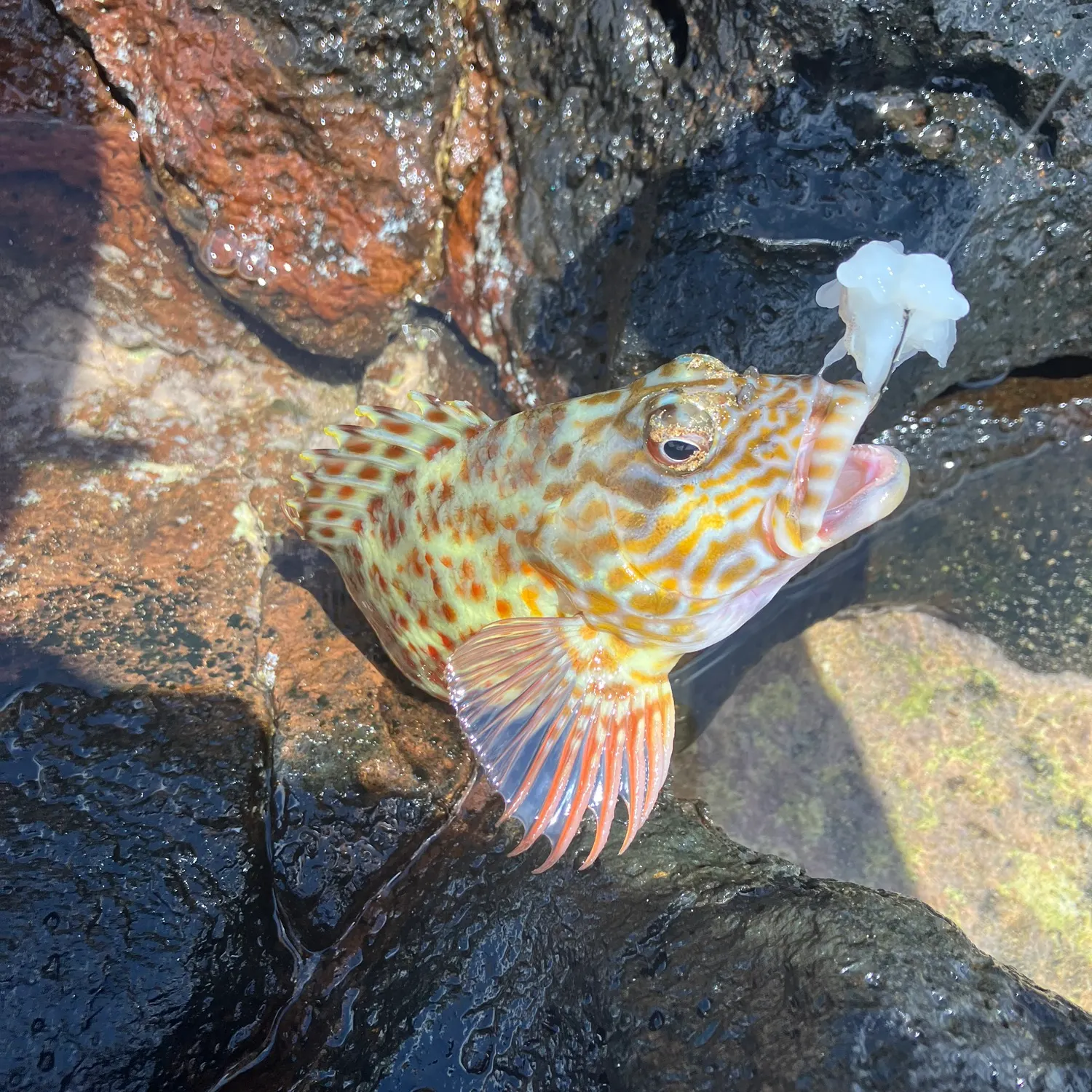 most liked catch image