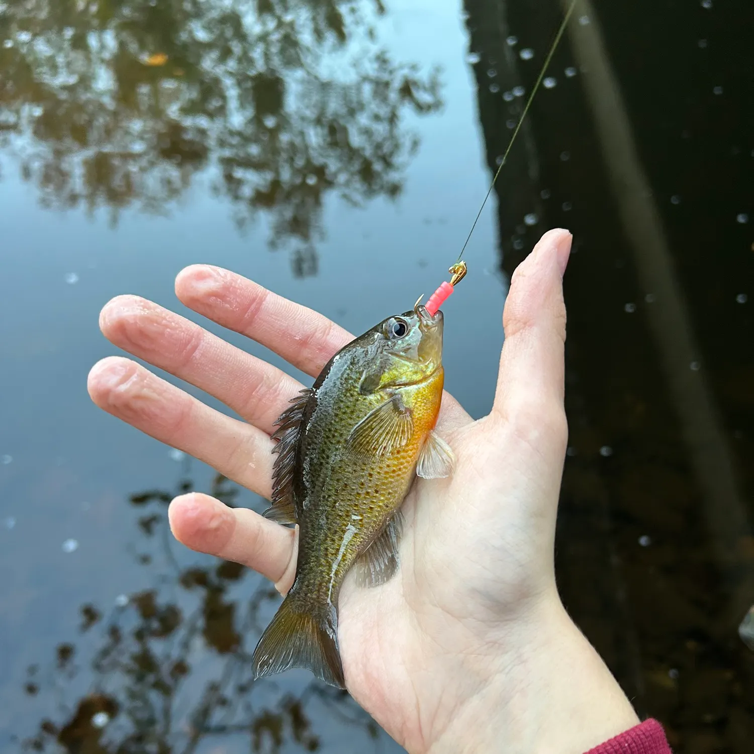 Redbreast sunfish caught on Fishbrain