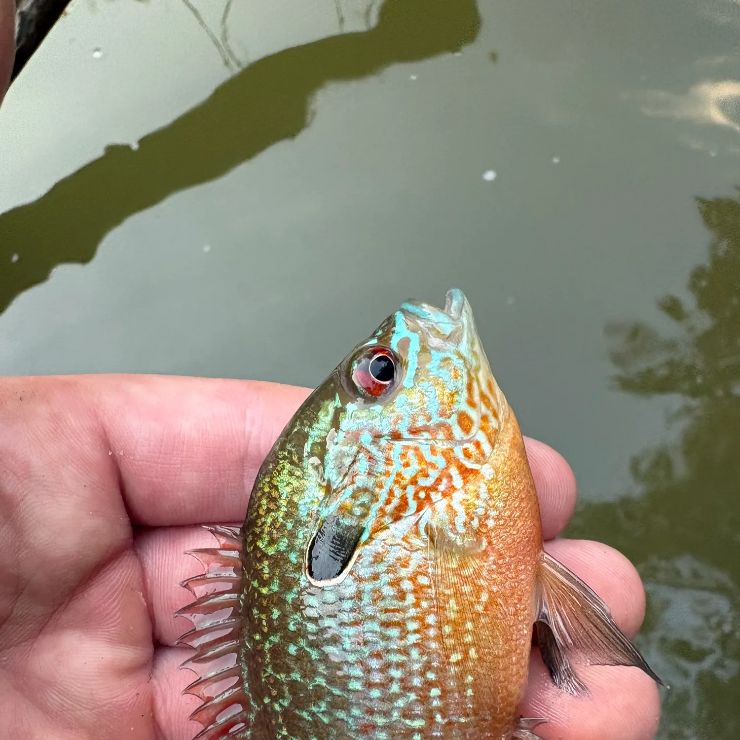 Longear sunfish caught on Fishbrain