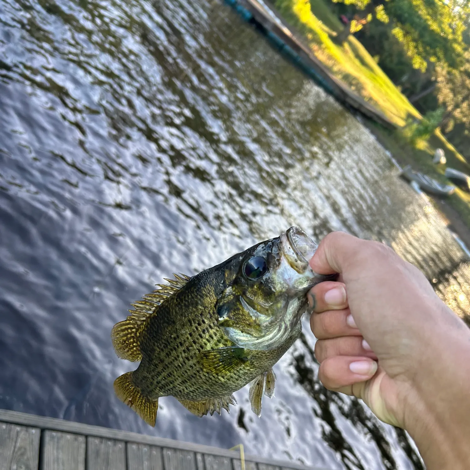 Rock bass caught on Fishbrain