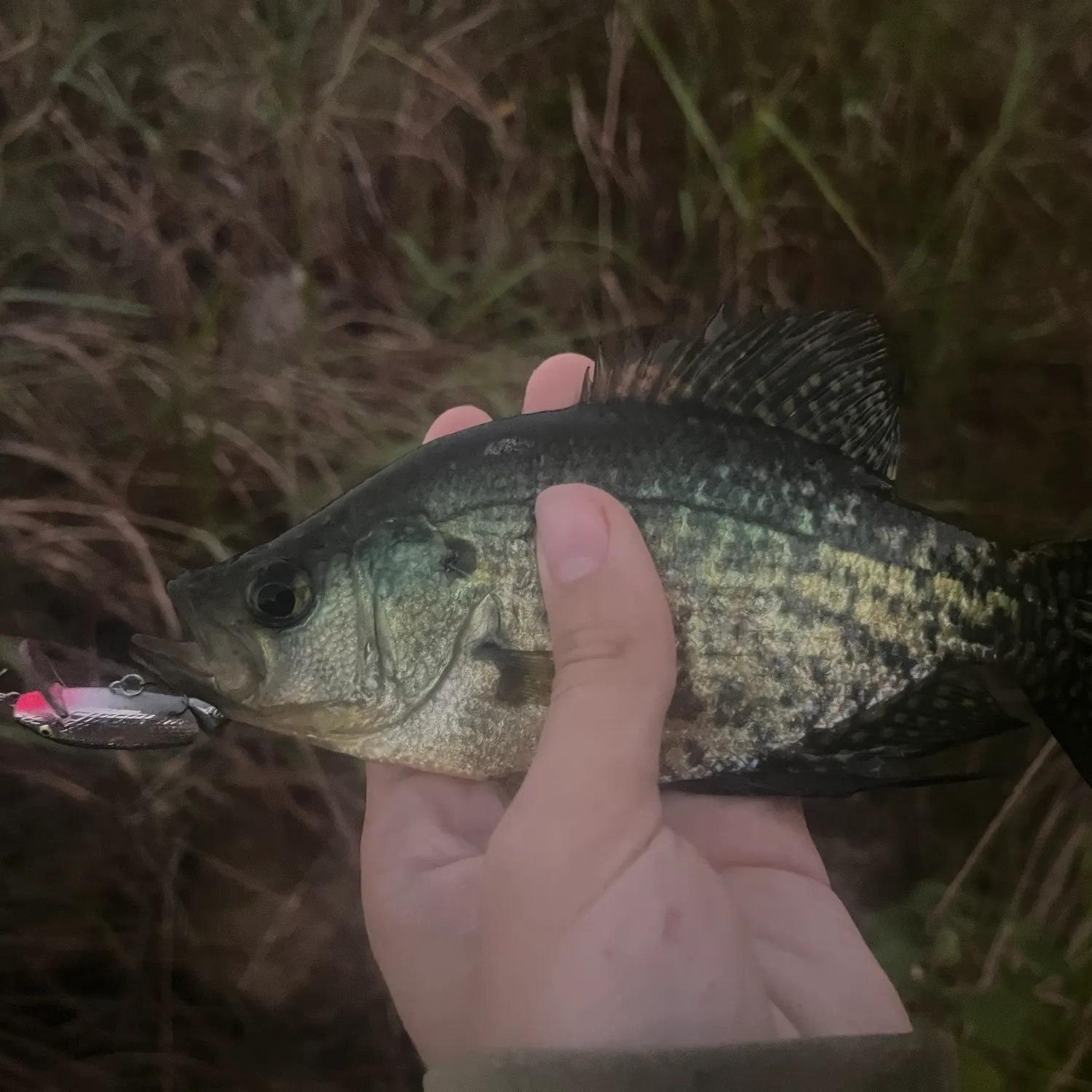 Black crappie caught on Fishbrain