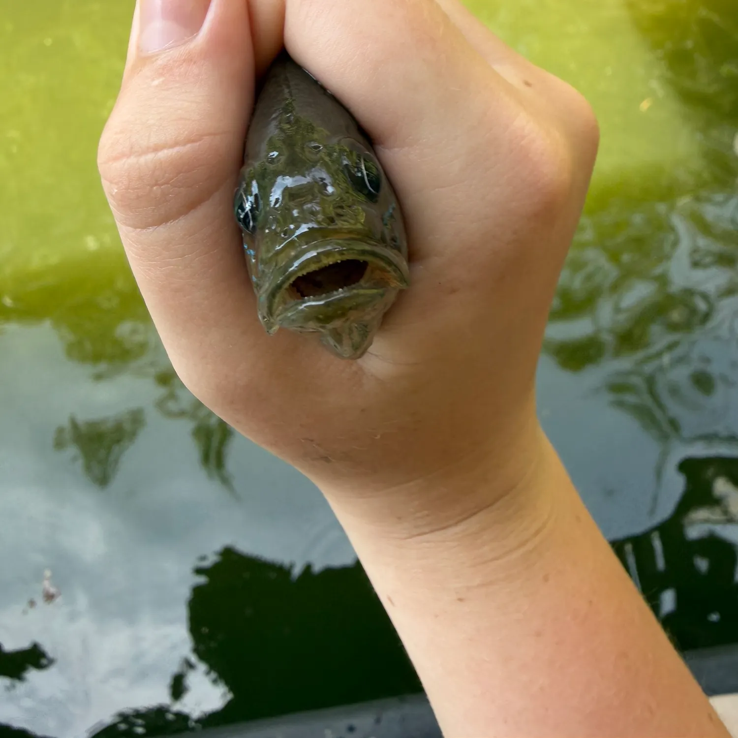 Green sunfish caught on Fishbrain