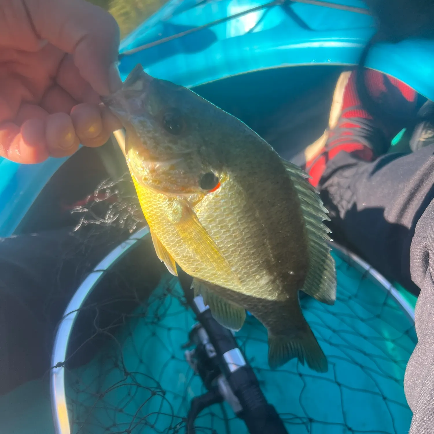The most recent Redear sunfish catches on Fishbrain