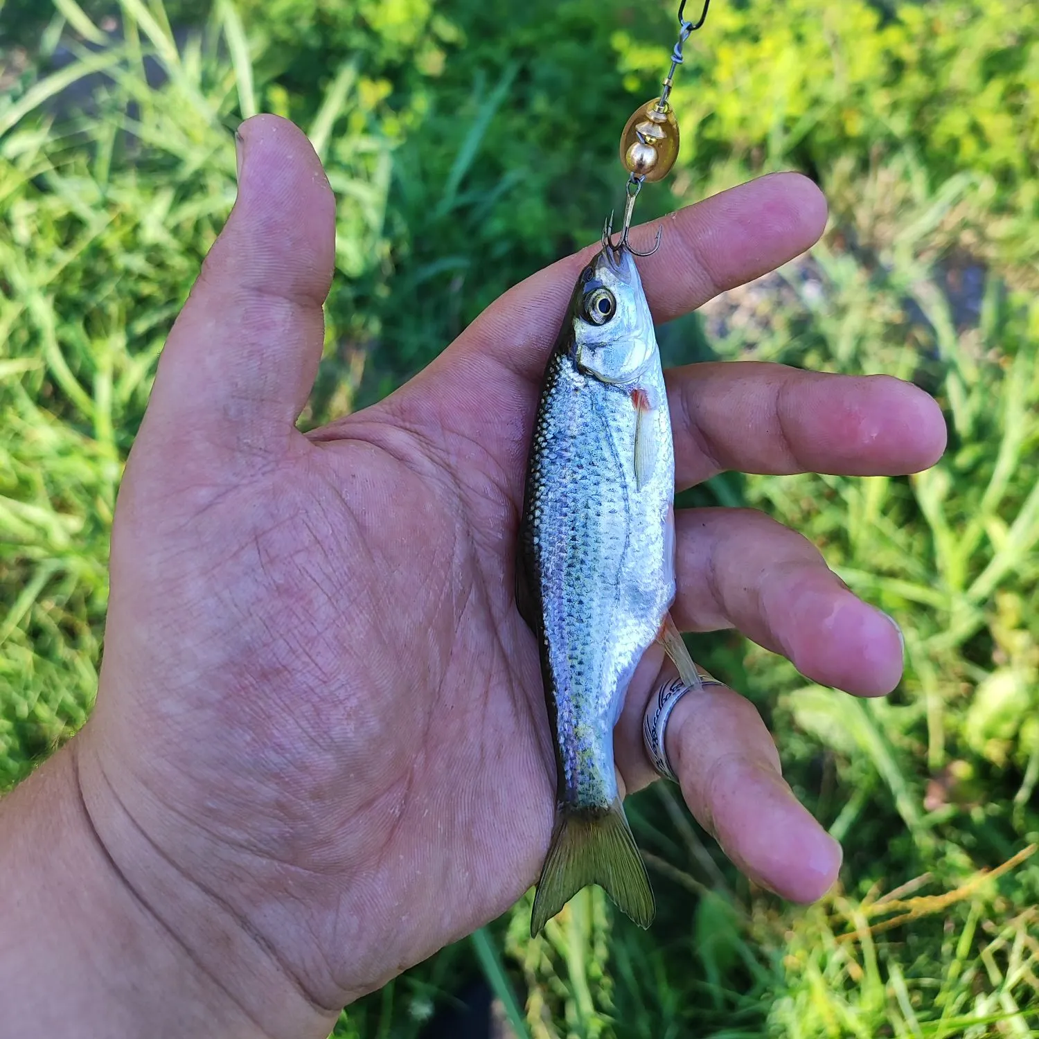 The most recent Spirinchus lanceolatus catches on Fishbrain