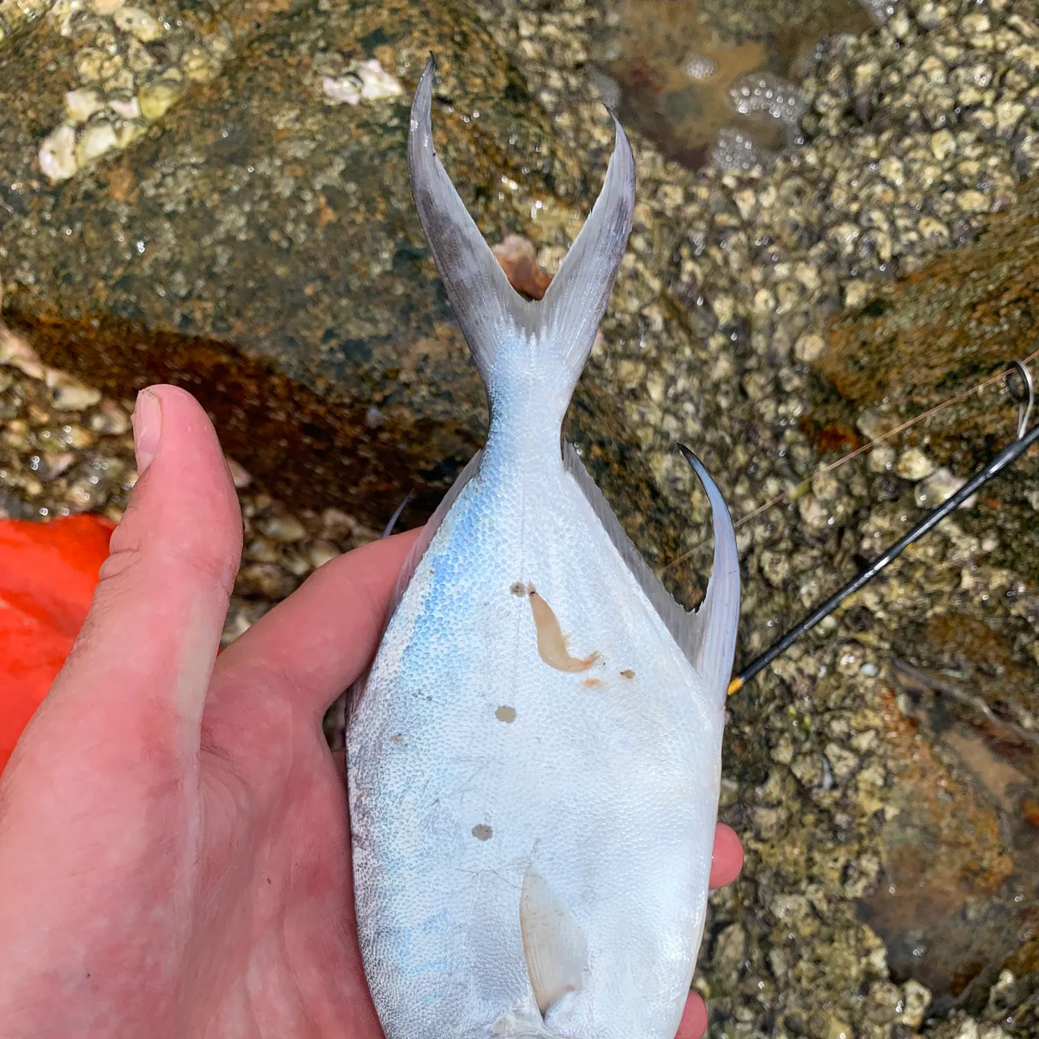 The most recent Smallspotted dart catches on Fishbrain