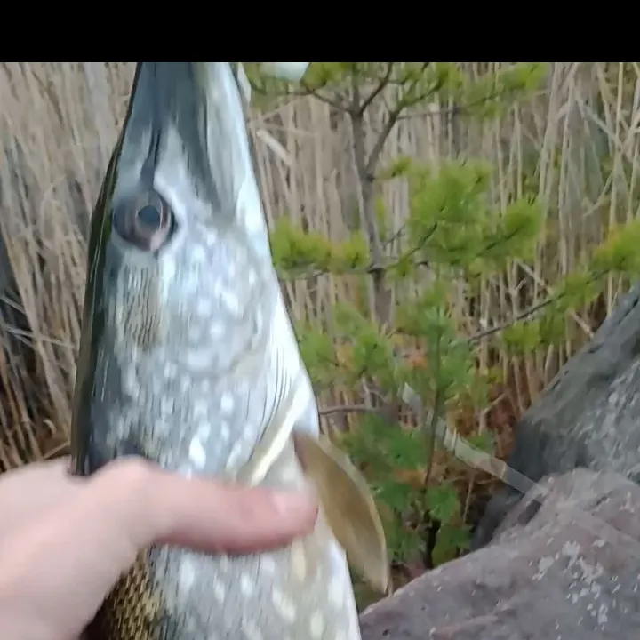 Northern pike caught on Fishbrain