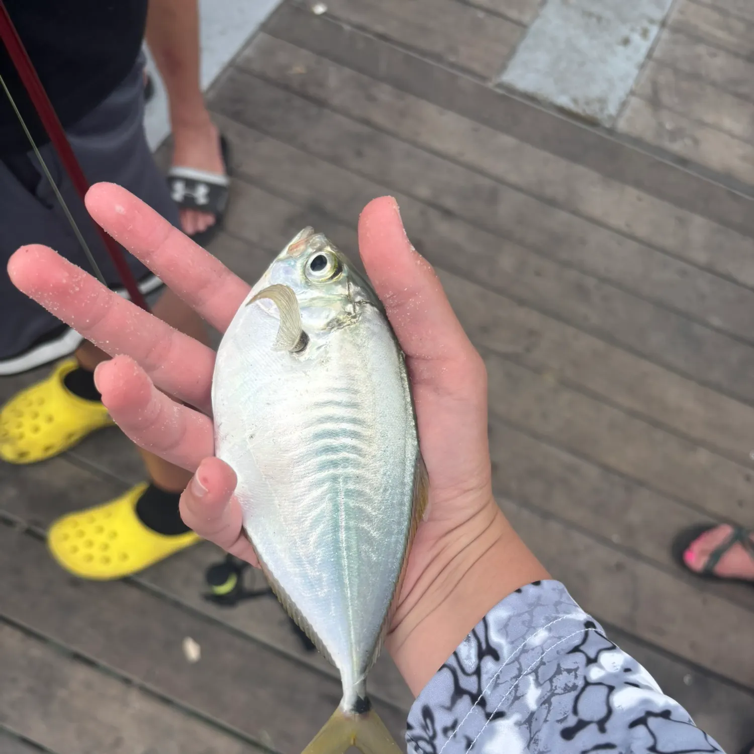 The most recent Yellowtail scad catches on Fishbrain
