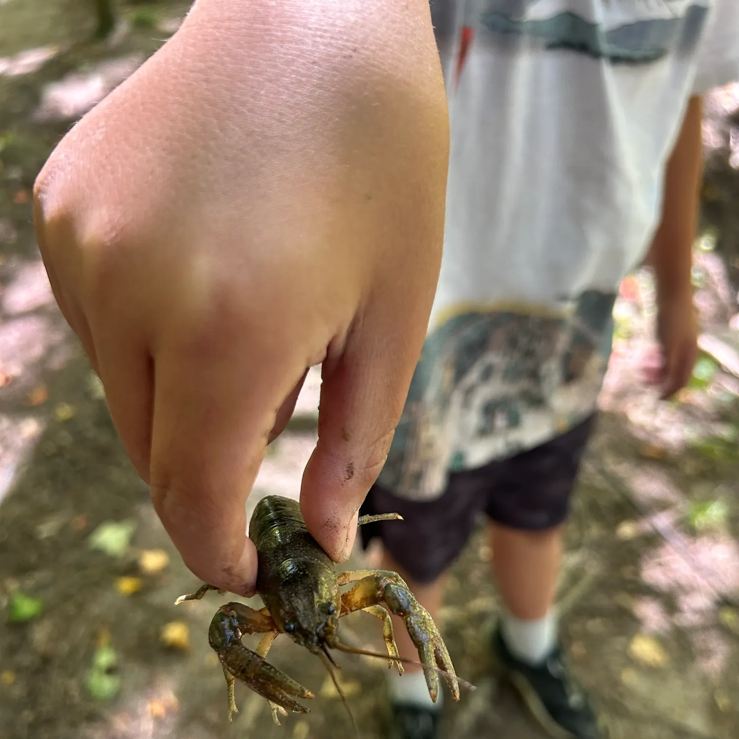 Big water crayfish caught on Fishbrain