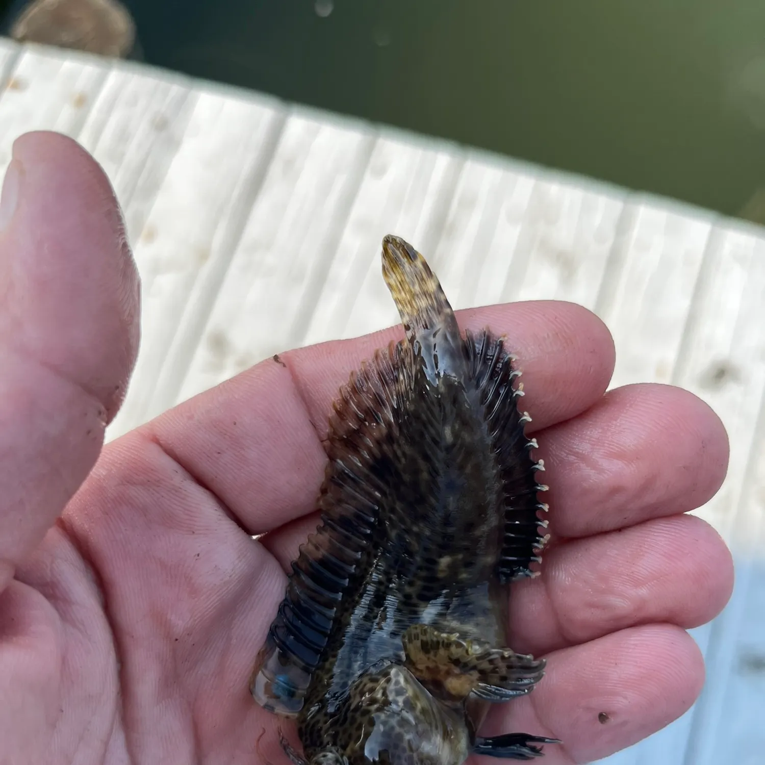 The most recent Feather blenny catches on Fishbrain