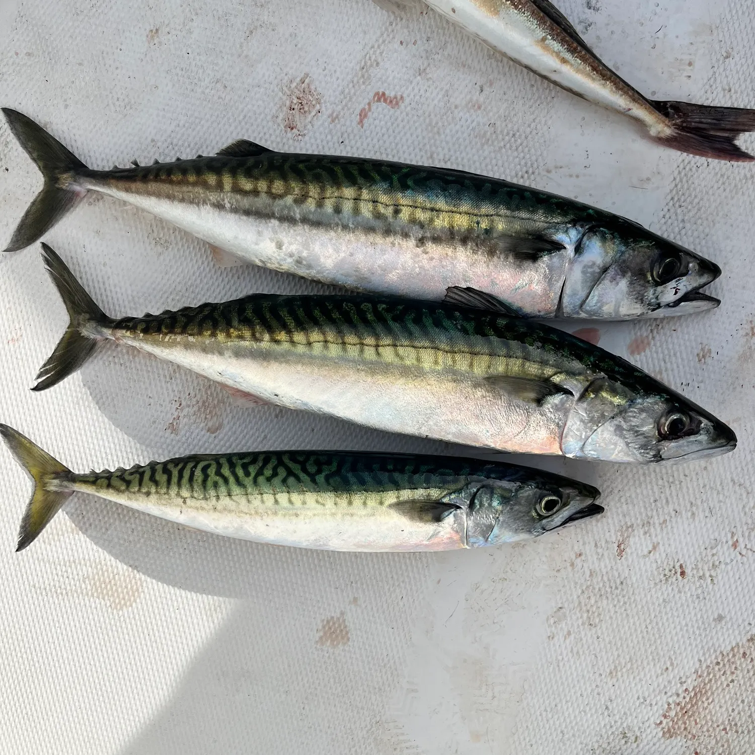 recently logged catches