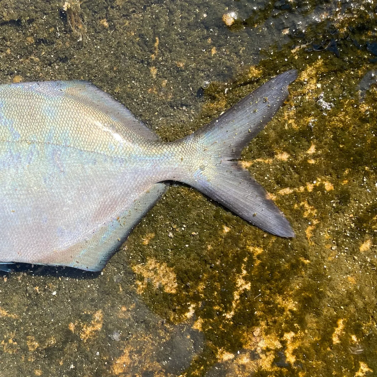The most recent Silver sweep catches on Fishbrain