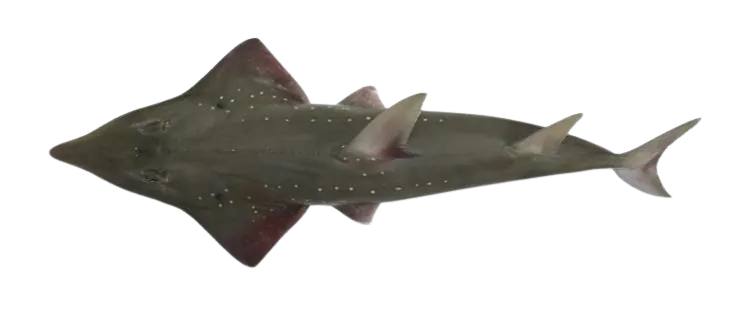 Giant guitarfish