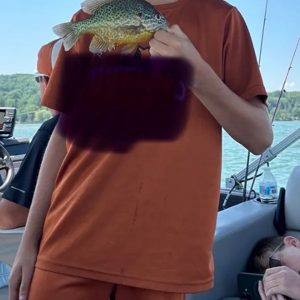 Black crappie caught on Fishbrain