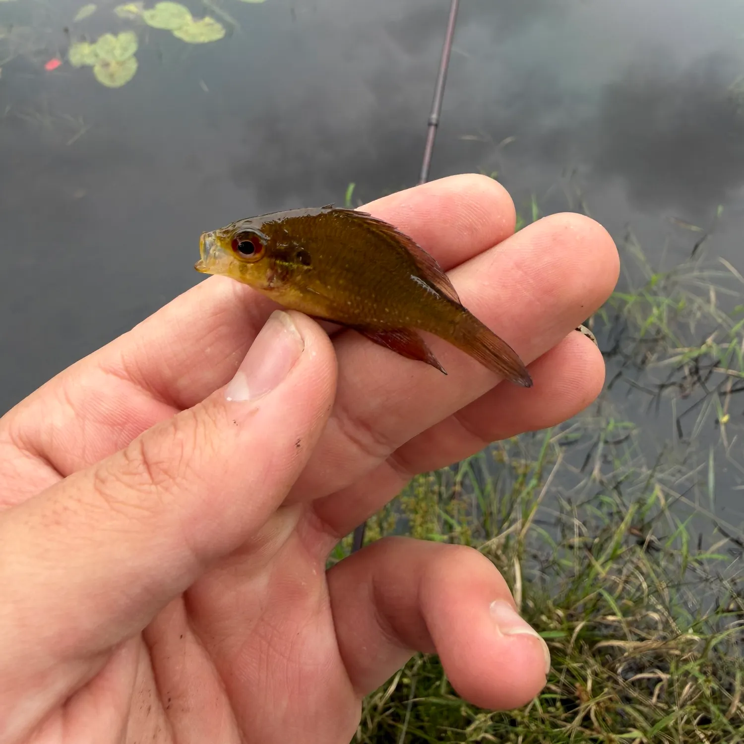 The most recent Bluespotted sunfish catches on Fishbrain