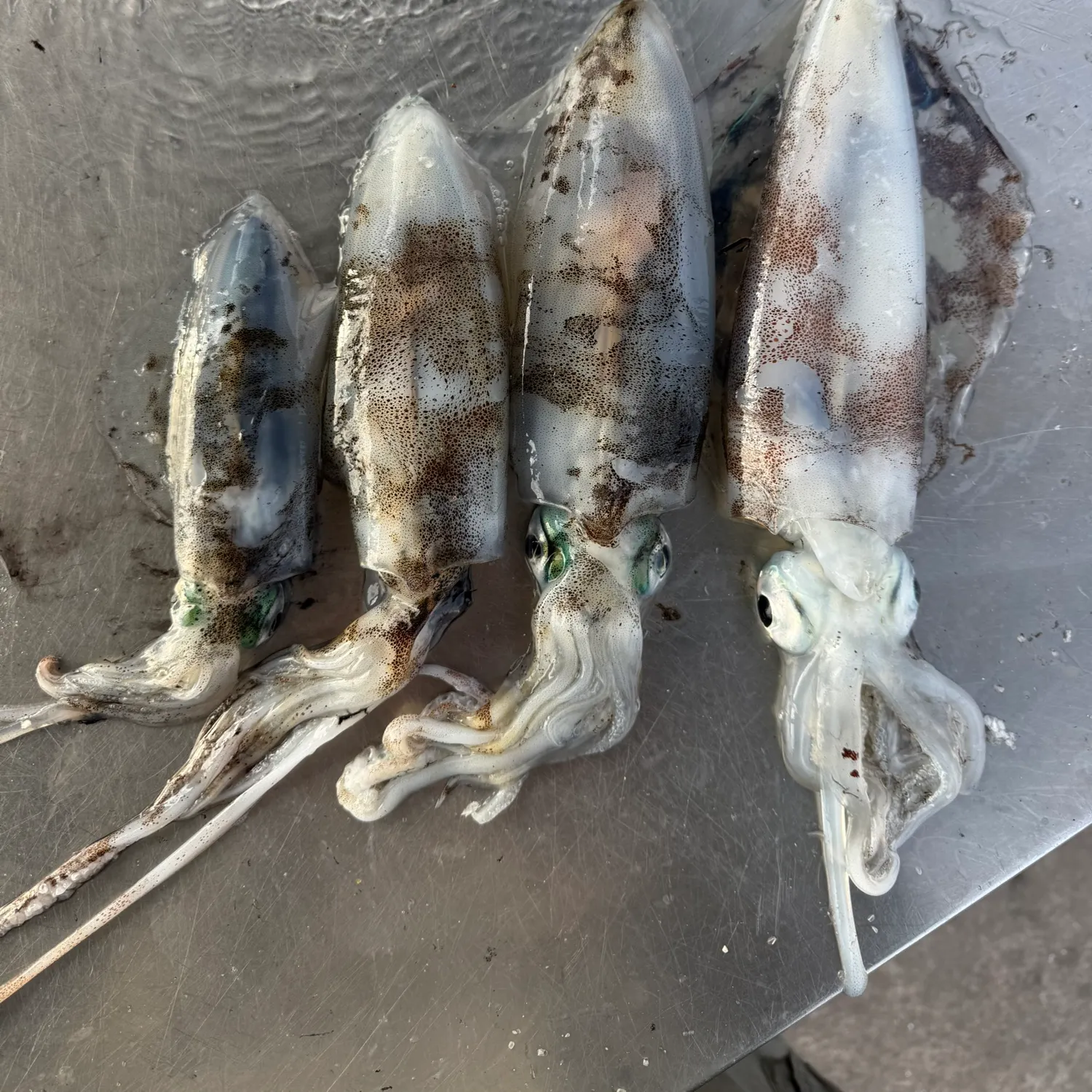 The most recent Southern calamari catches on Fishbrain