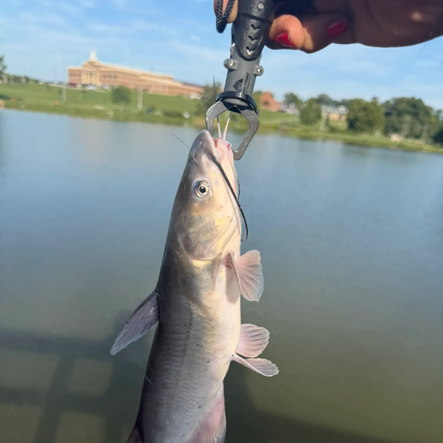Channel catfish caught on Fishbrain