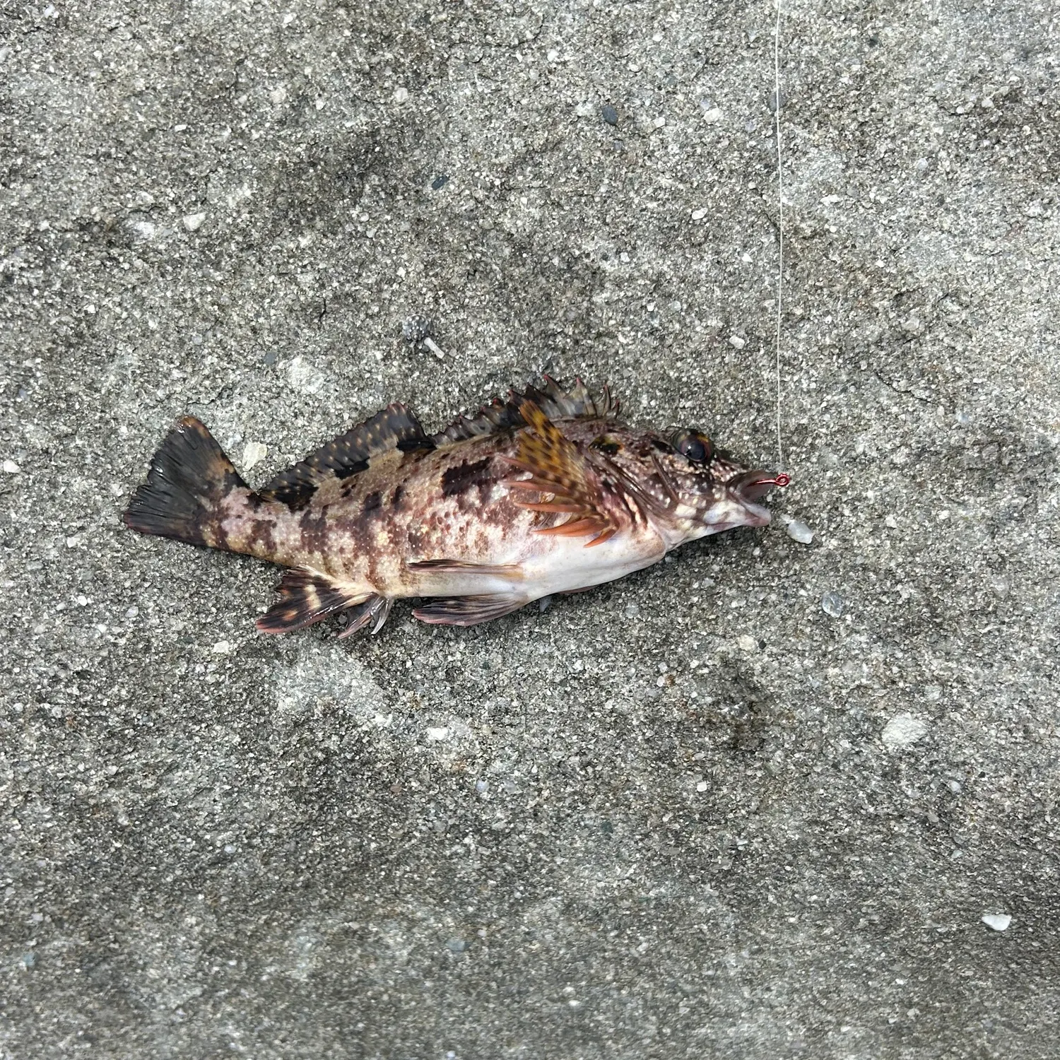 The most recent Areolate grouper catches on Fishbrain