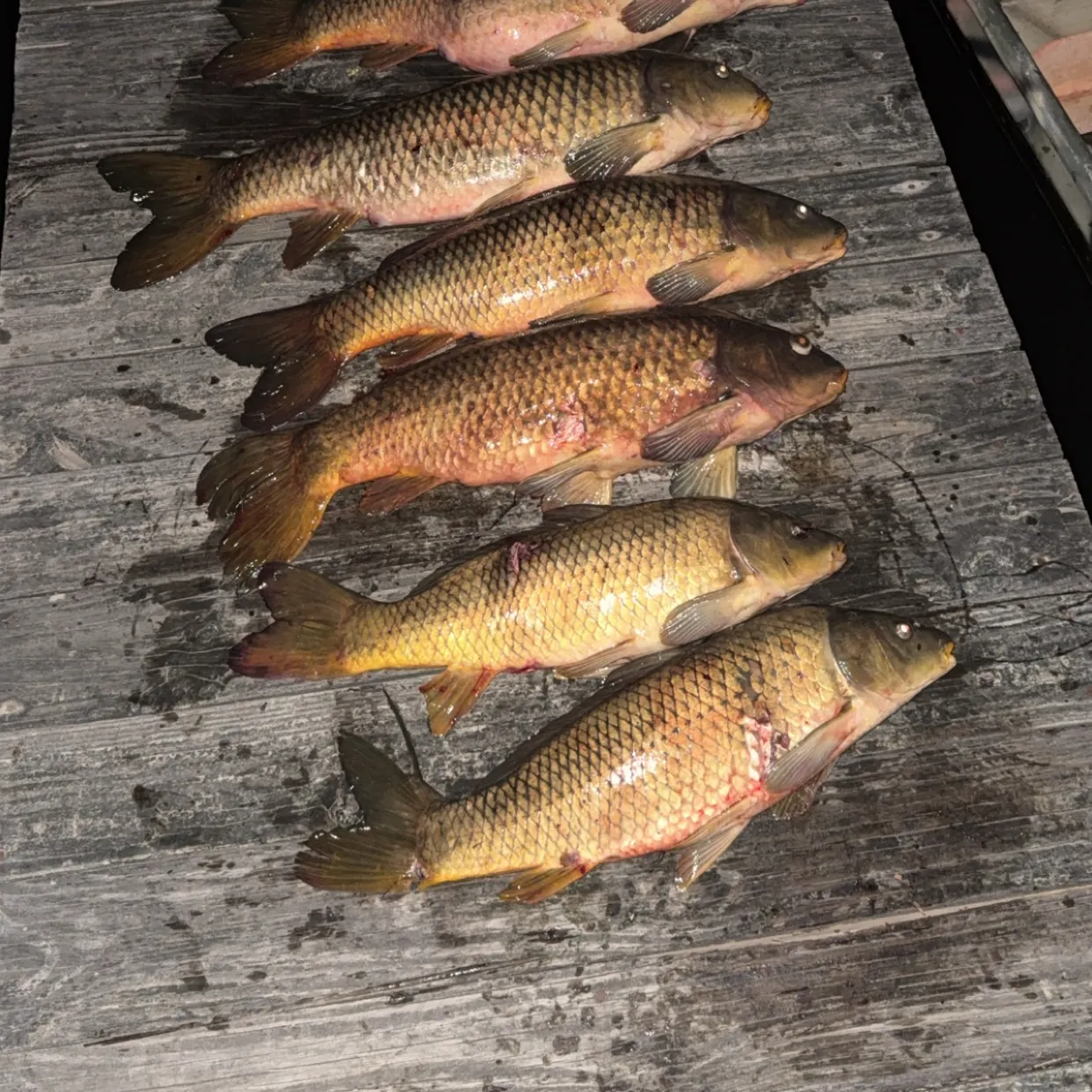 recently logged catches