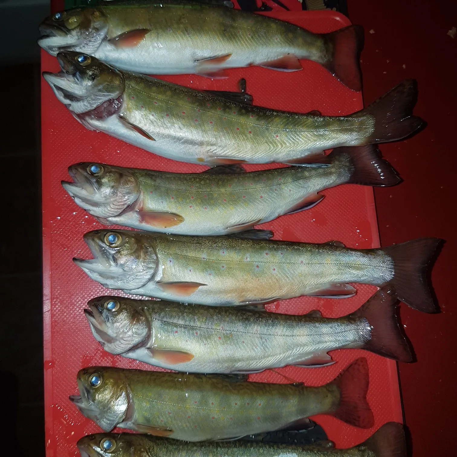 recently logged catches