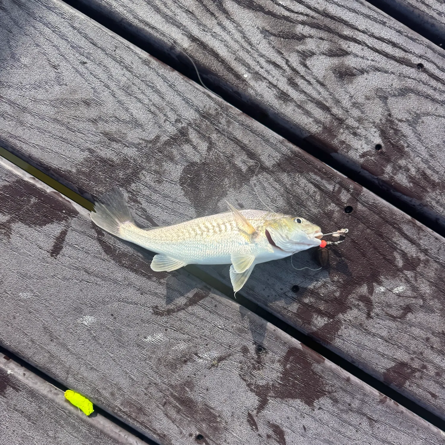 Atlantic croaker caught on Fishbrain
