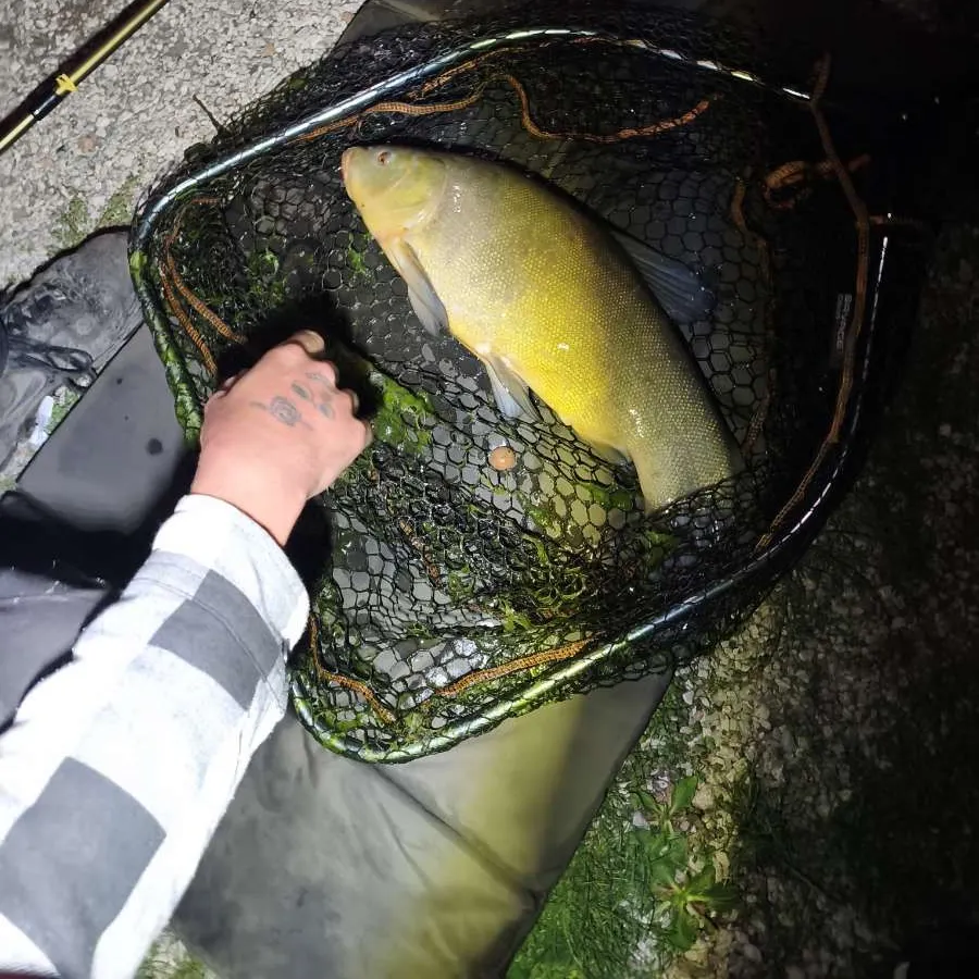 Tench caught on Fishbrain