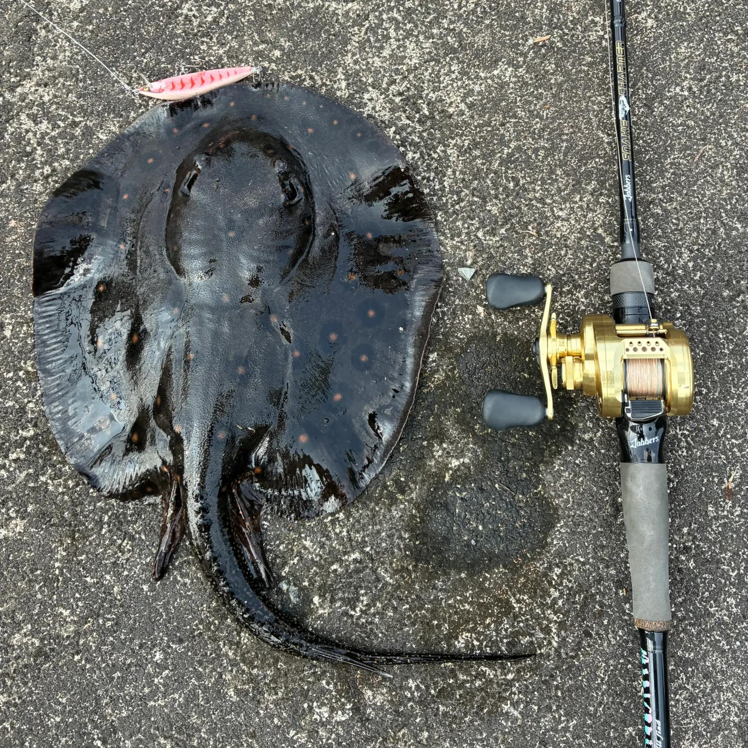 Fish caught on Fishbrain